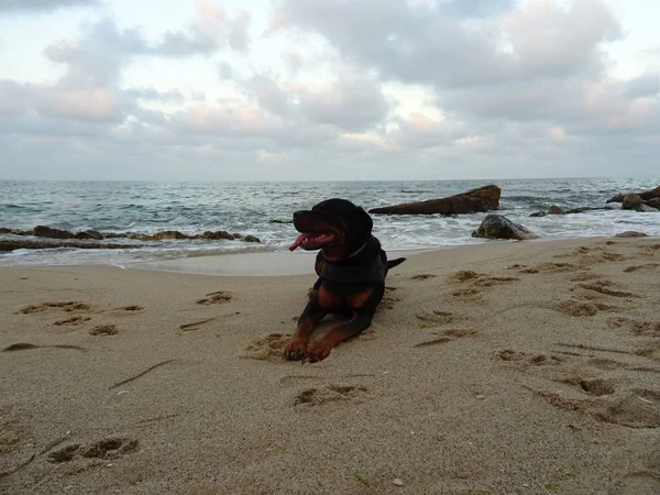 Felnőtt Rottweiler kutya pihen a strandon — Stock Fotó