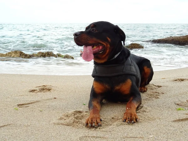 Yetişkin Rottweiler köpek Plajda rahatlatıcı