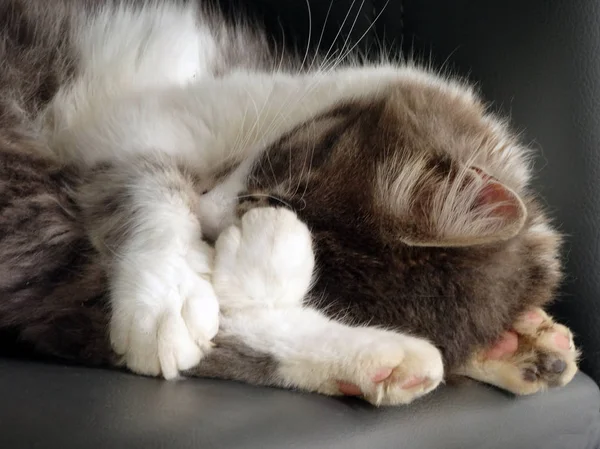 Süße flauschige graue und weiße Katze schläft gemütlich — Stockfoto