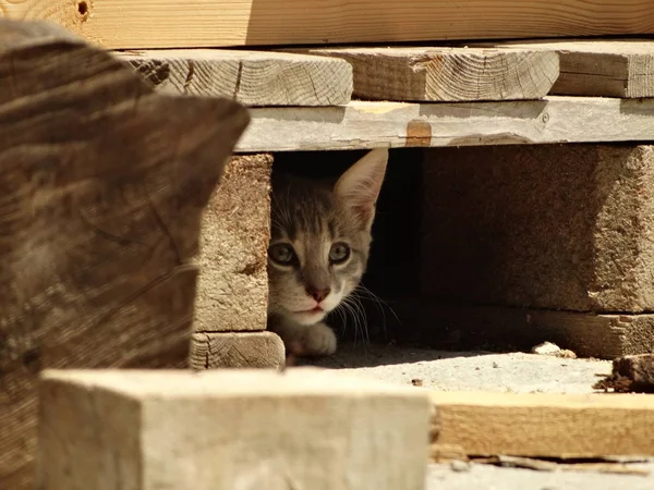 Kitty ahşap palet altında engel