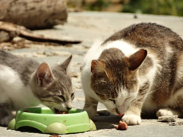 Süße kleine Katzen essen draußen aus einer grünen Schüssel — Stockfoto