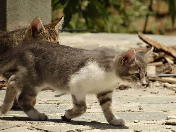 Dos gatos jóvenes al aire libre colgando alrededor — Foto de Stock