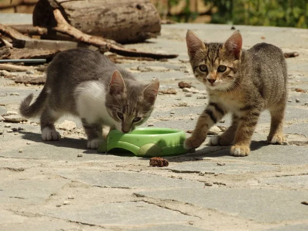 Dulces gatitos comiendo al aire libre desde un tazón verde — Foto de Stock