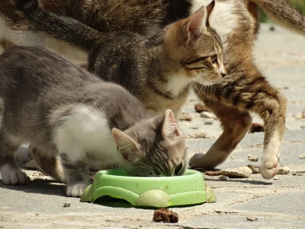 Tatlı küçük kediler yeşil bir Bowl açık yemek