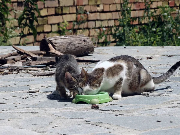 Sladká malá kočka, která jedla venku ze zelené mísy — Stock fotografie
