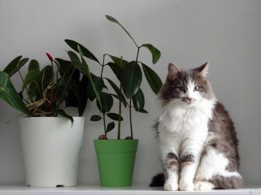 Çiçek Saksıları yanında Gri ve Beyaz Evcil Kedi