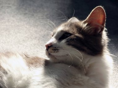 Tatlı Kabarık Gri ve Beyaz Evcil Kedi Rahatlatıcı