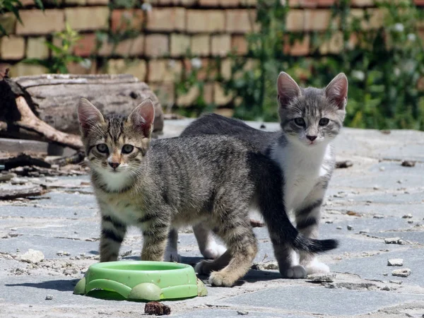 Солодкі маленькі коти їдять на відкритому повітрі з зеленого миски — стокове фото