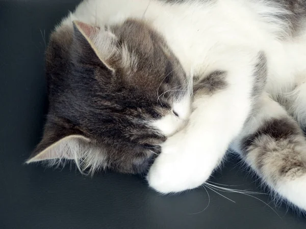 Sweet Fluffy Gray and White Cat sleeping cozy — Stock Photo, Image