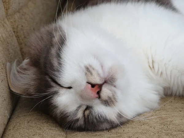 Zoete pluizige grijze en witte kat slapen Cozy — Stockfoto