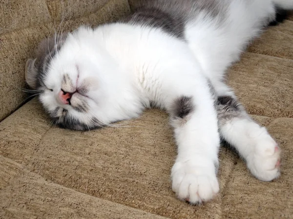 Édes bolyhos szürke és fehér macska alszik otthonos — Stock Fotó