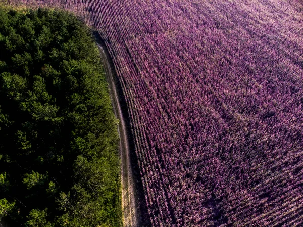 Tampilan Aerial Dari Violet Flower Field Stok Lukisan  