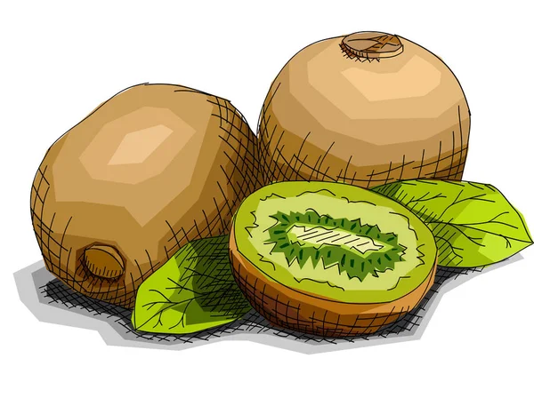 Illustration Vectorielle Croquis Art Graphique Dessin Kiwi Aux Fruits Moitié — Image vectorielle