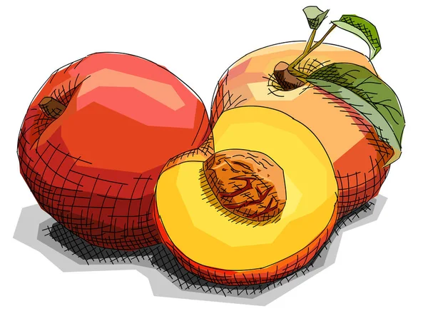 Vector Illustratie Grafische Schets Van Tekening Fruit Perziken Met Helft — Stockvector