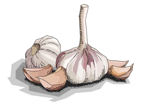 Vector Illustration Graphic Arts Sketch Drawing Garlic Slices — Stock Vector