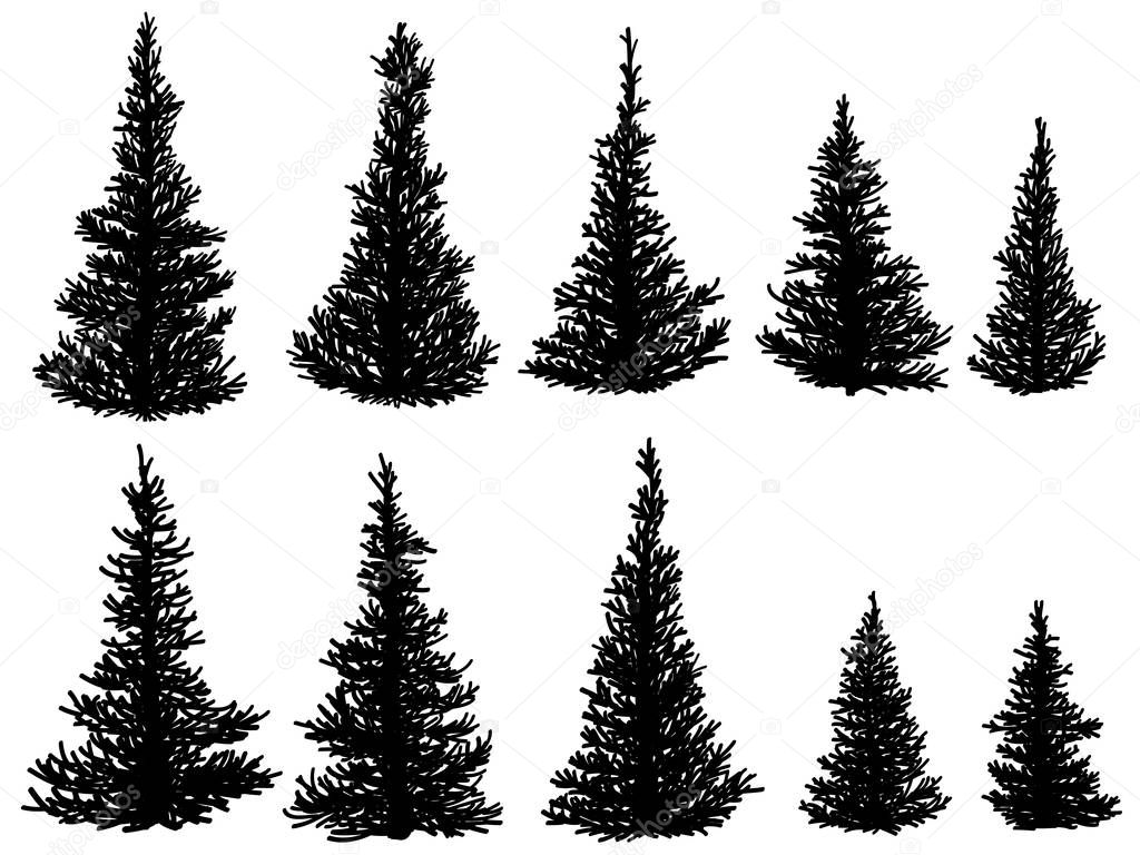 Set of vector silhouettes of spruce trees (fir, fir-tree).