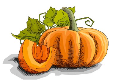 Çizim sebze kabak yarım ile vektör çizim grafik sanatlar kroki.