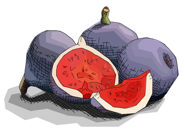 Illustration Vectorielle Croquis Art Graphique Dessin Figues Fruitières Moitié — Image vectorielle