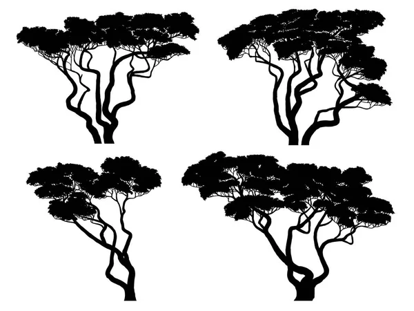 Sada Vektorové Siluety Africké Akácie — Stockový vektor