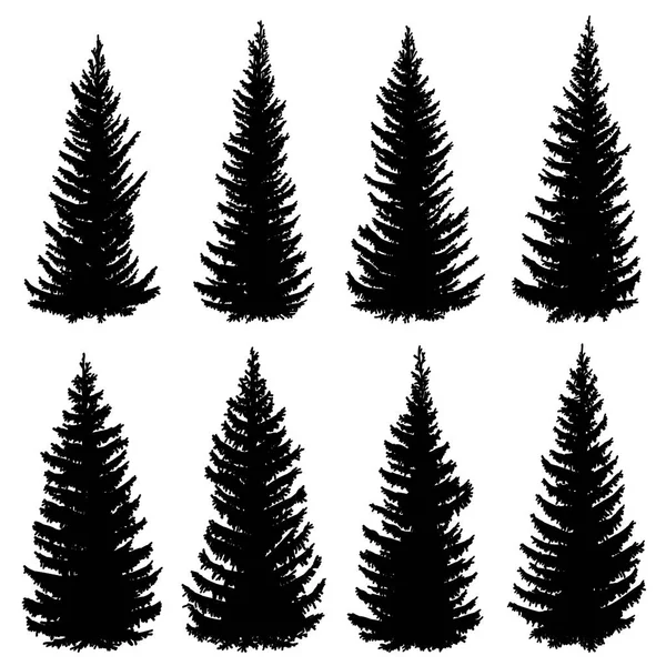 Set Siluet Vektor Pohon Cemara Liar Tua Fir Fir Tree - Stok Vektor