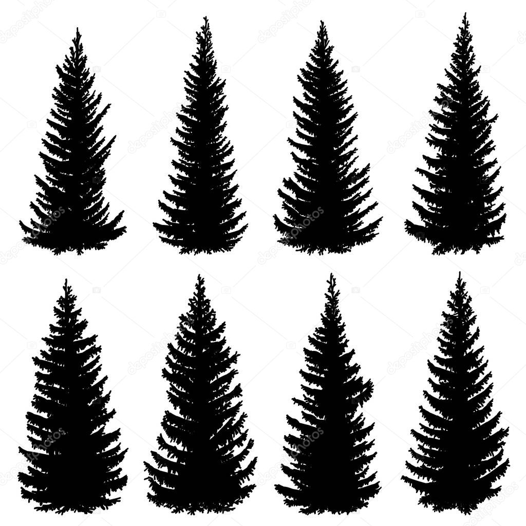 Set of vector silhouettes of old wild spruce trees (fir, fir-tree).