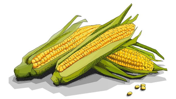 Vector Illustration Graphic Arts Sketch Drawing Corn Cobs — Stock Vector