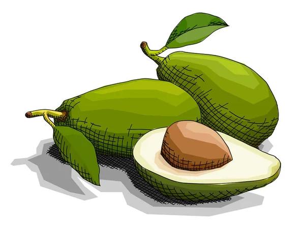 Ilustración Vectorial Dibujo Gráfico Aguacates Frutas Verdes Con Medio — Vector de stock