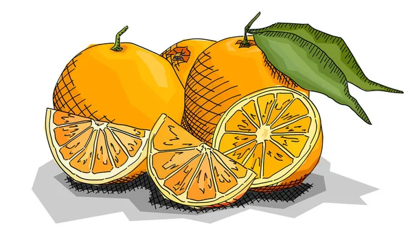 Vektor Illustration Grafik Skizze Der Zeichnung Fruchtorangen Mit Hälften — Stockvektor