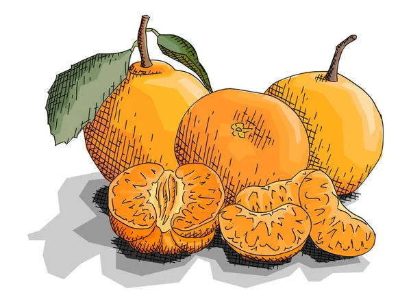 Vektoros Illusztráció Grafikus Vázlat Rajz Gyümölcsök Három Mandarin Szelet — Stock Vector