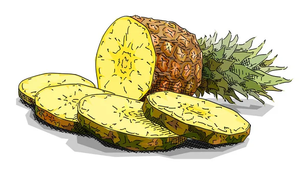 Vectorillustratie Met Schets Van Fruit Ananas Met Plakjes — Stockvector