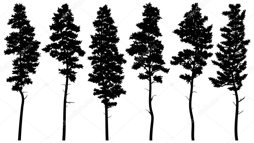 Set of vector silhouettes of tall pine trees (cedar).