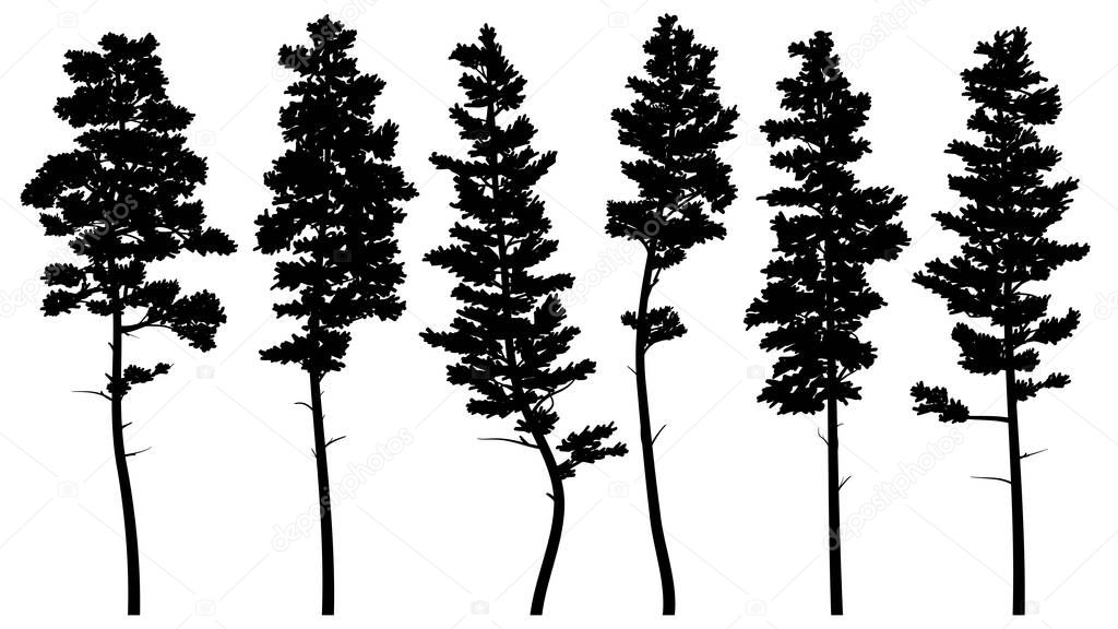 Silhouettes of tall pine trees (cedar).