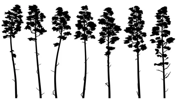 Set Con Siluetas Vectoriales Pinos Altos Con Tronco Desnudo Cedro — Archivo Imágenes Vectoriales