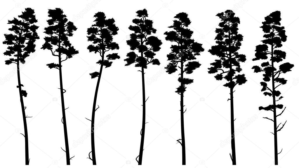 Set with vector silhouettes of tall pine trees with bare trunk (cedar).