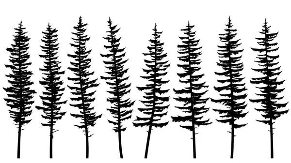 Silhouettes of tall spruce trees with rare branches. — Stock Vector