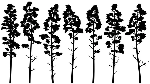 Silhouetten van hoge dennenbomen met kale stam (ceder). — Stockvector