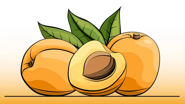 Vektor illustration av frukt aprikoser på rad. — Stock vektor