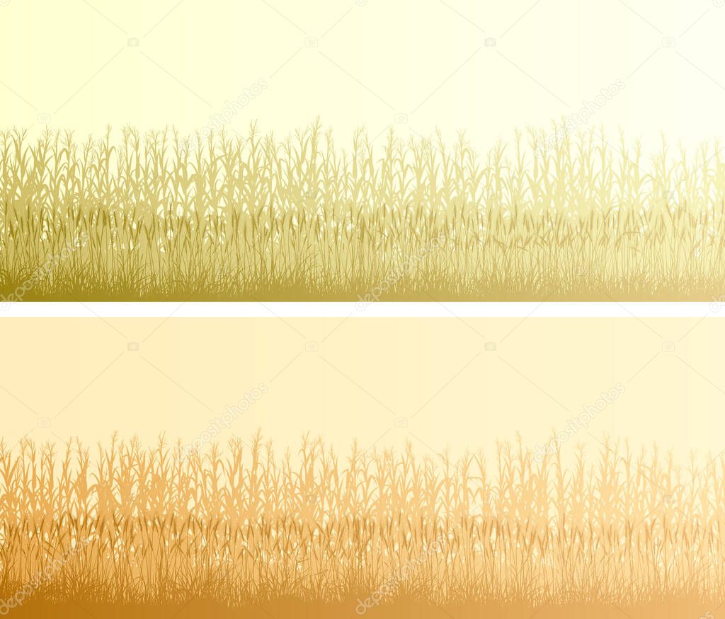 Set of horizontal bright blinding banners silhouettes of cornfield and cereal grass in front of it.