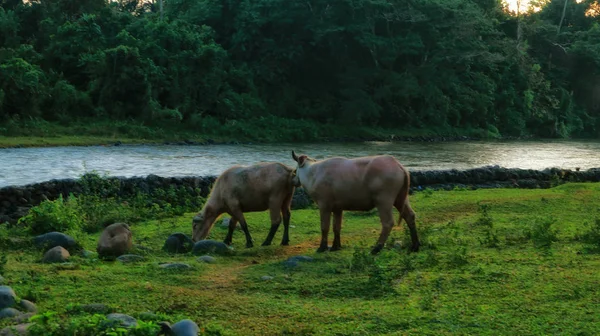 Bellissimo Panorama Dell Indonesia — Foto Stock