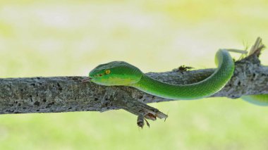 safari parkında hayvan krallıkları