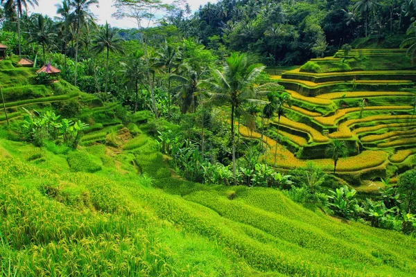 Прекрасная Панорама Индонезии — стоковое фото