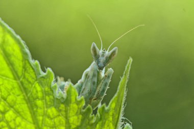 böcekler, mini şeyler ve salyangoz makro fotoğraf