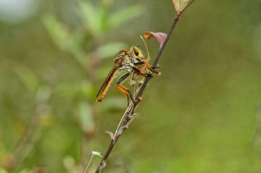 böcekler, mini şeyler ve salyangoz makro fotoğraf