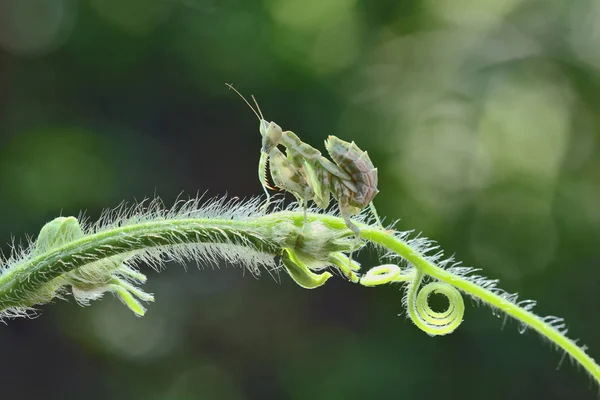 Makrofotografie Von Insekten Mini Dingen Und Schnecken — Stockfoto