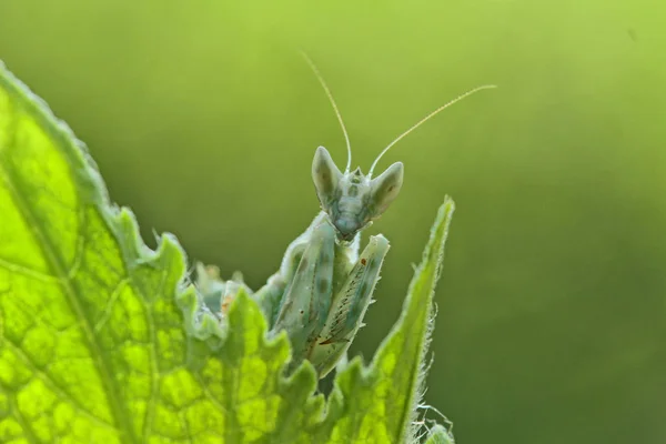 Böcekler Mini Şeyler Salyangoz Makro Fotoğraf — Stok fotoğraf