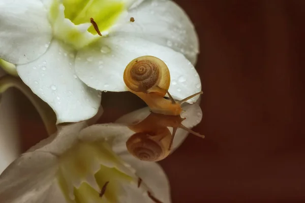 Macro Photography Insects Mini Things Snails — Stock Photo, Image