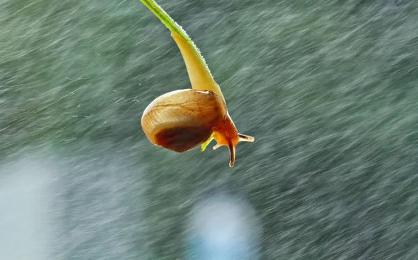 Makro Fotografie Hmyzu Mini Věci Hlemýždi — Stock fotografie