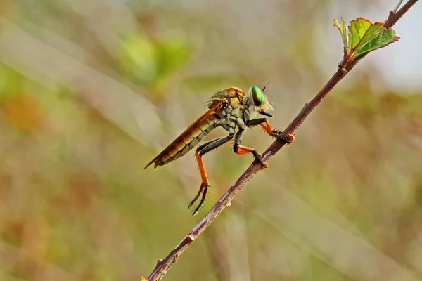 Böcekler Mini Şeyler Salyangoz Makro Fotoğraf Telifsiz Stok Fotoğraflar