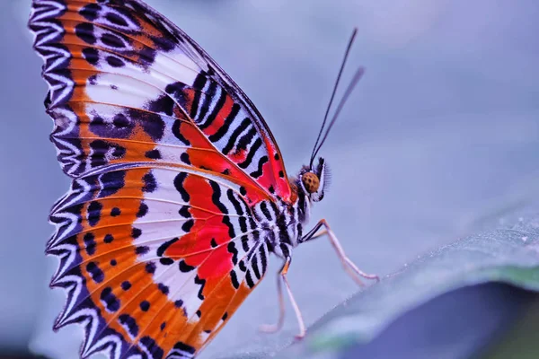 macro photography of wild animal and flowers