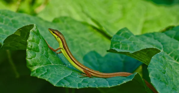 Makro Fotografie Volně Žijících Zvířat Květin — Stock fotografie